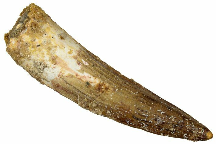 Fossil Spinosaurus Tooth - Real Dinosaur Tooth #316765
